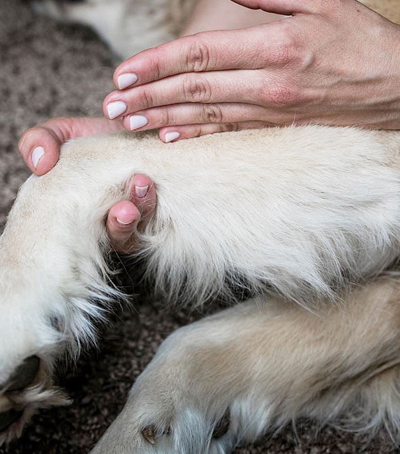 at home dog massage