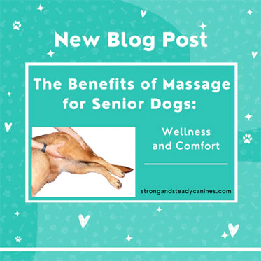 The Benefits of Massage for Senior Dogs – Wellness and Comfort