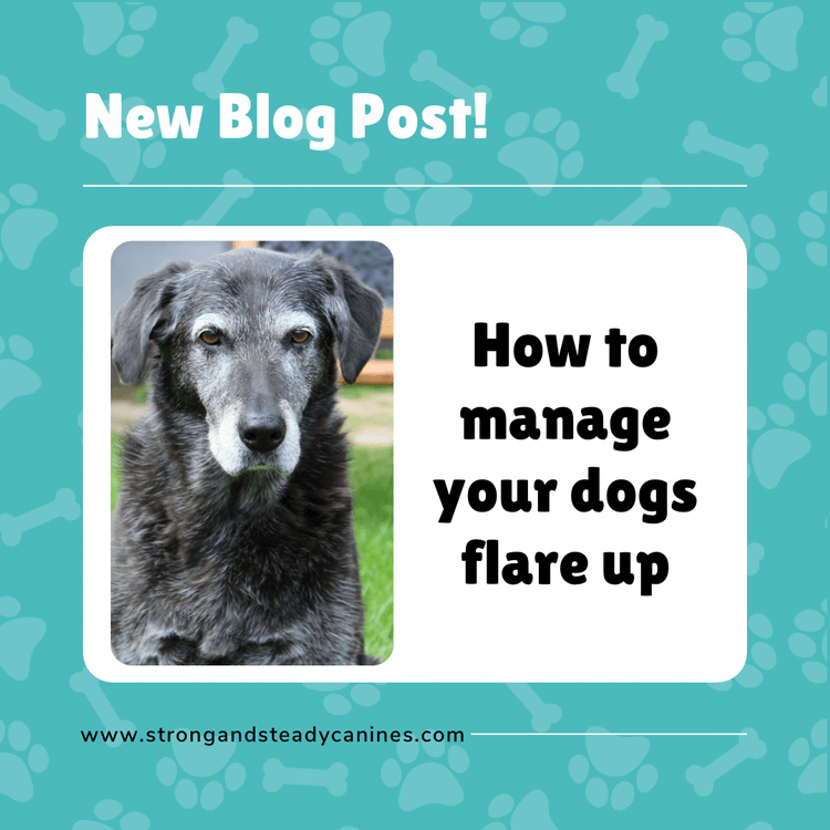 How to manage your dog’s arthritis flare up