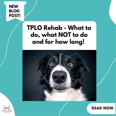 TPLO Rehab – What to do, what NOT to do and for how long!