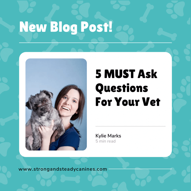 5 MUST Ask Questions For Your Vet