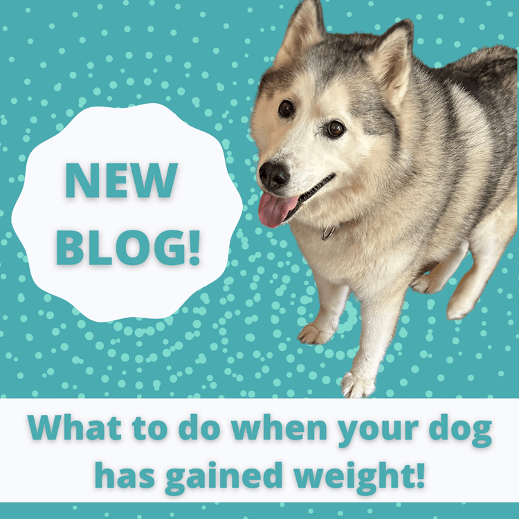 What to do when your dog has gained weight!