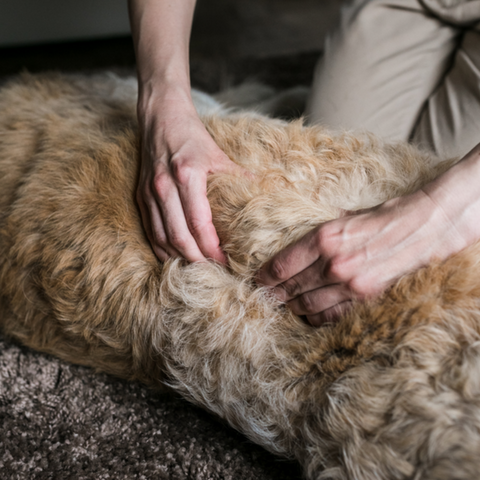 dog gently massage 