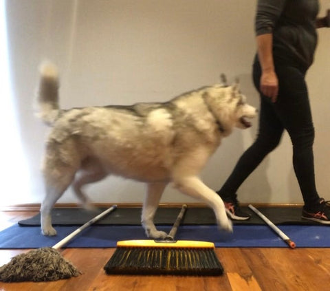 dog strengthening exercise