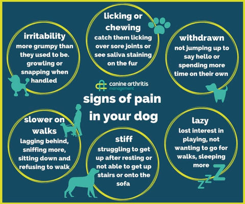 sign of pain in your dog