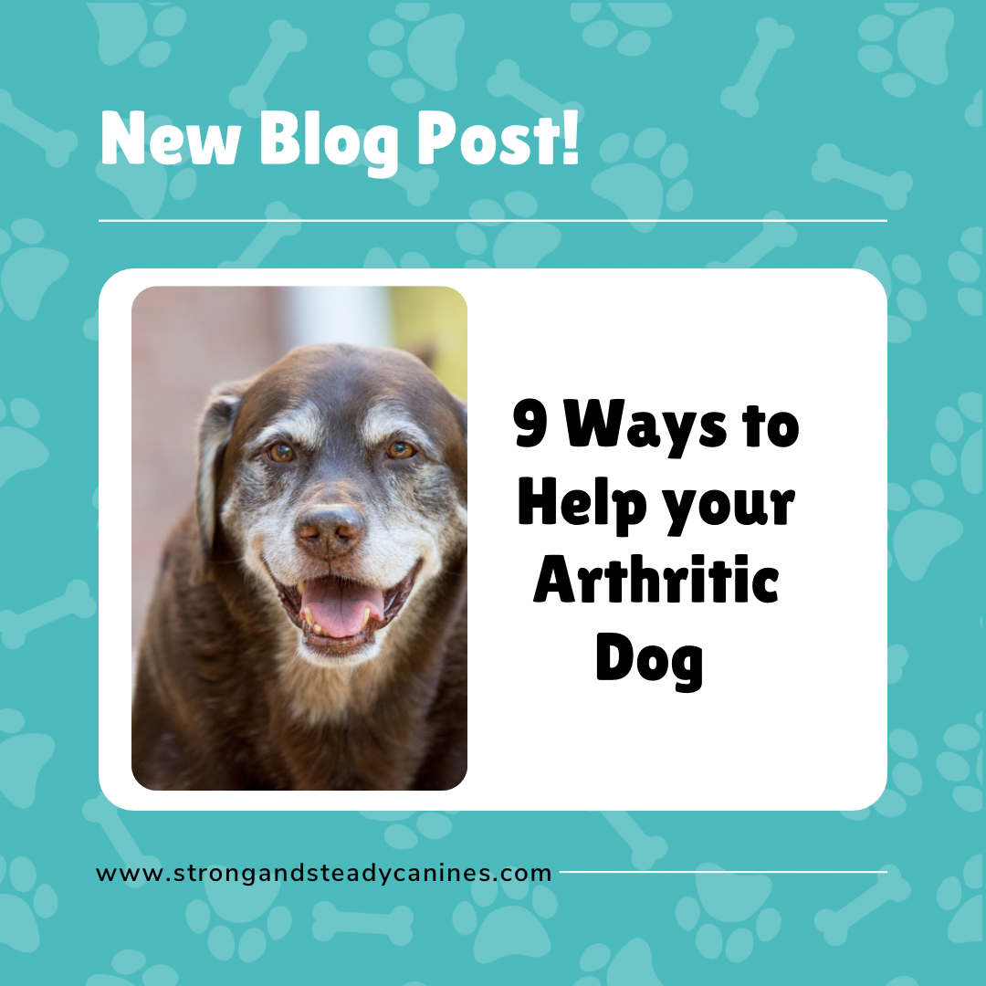 9 Ways to Help your Arthritic Dog