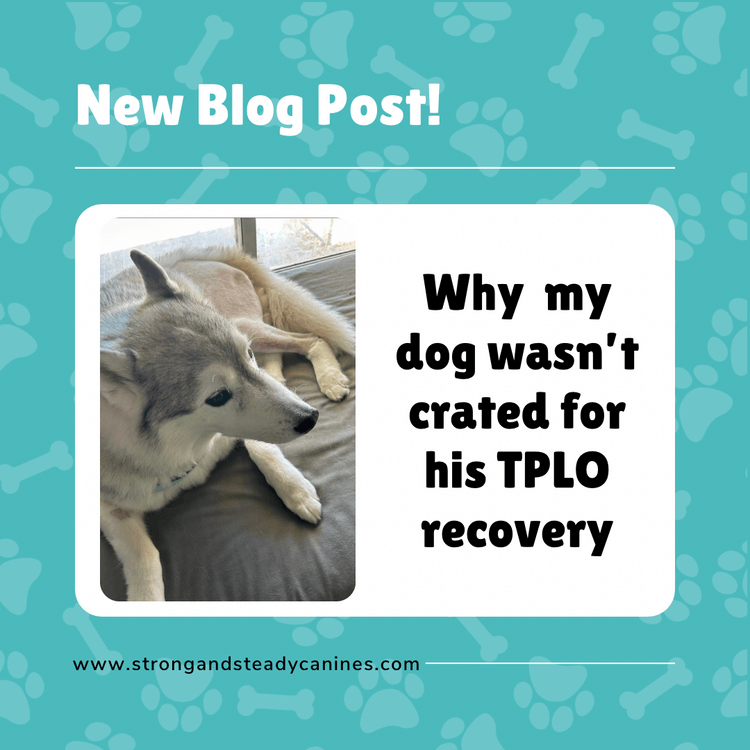Why my dog wasn’t crated for his TPLO recovery