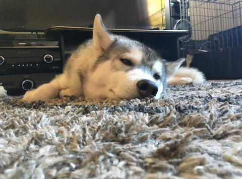 puppy with his crate