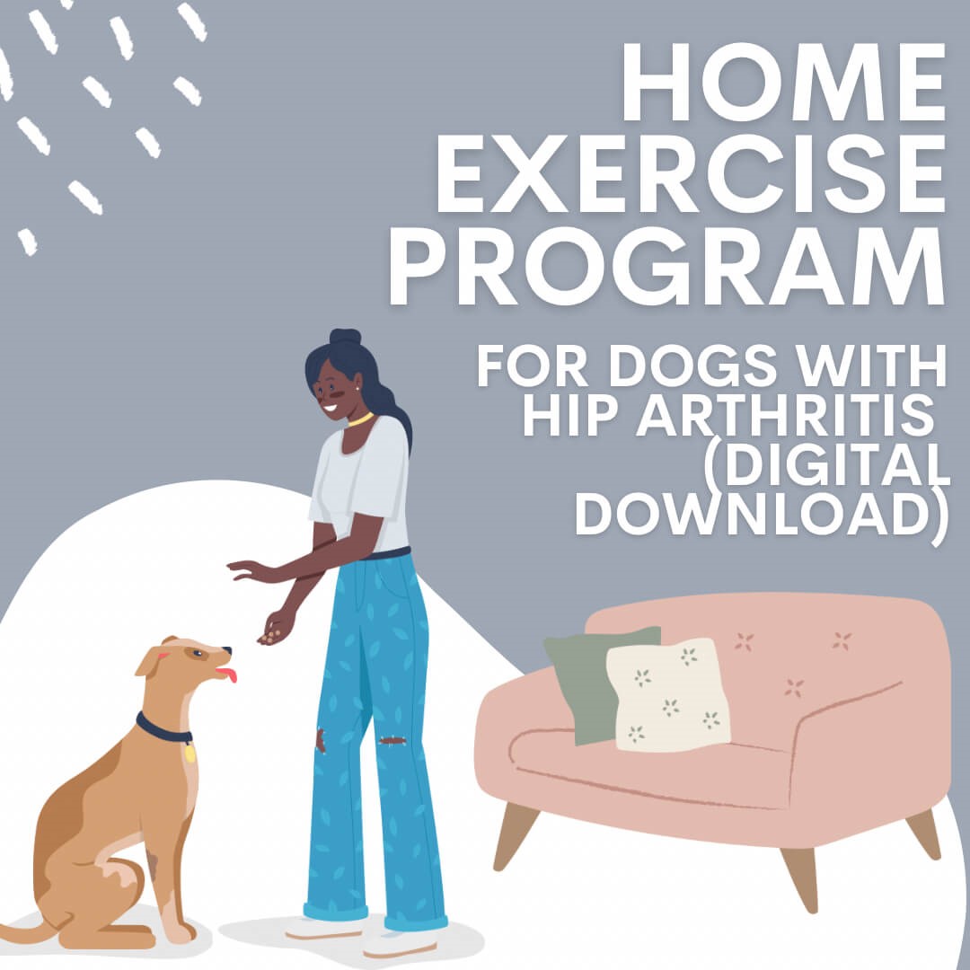 strong steady home exercise program for dogs