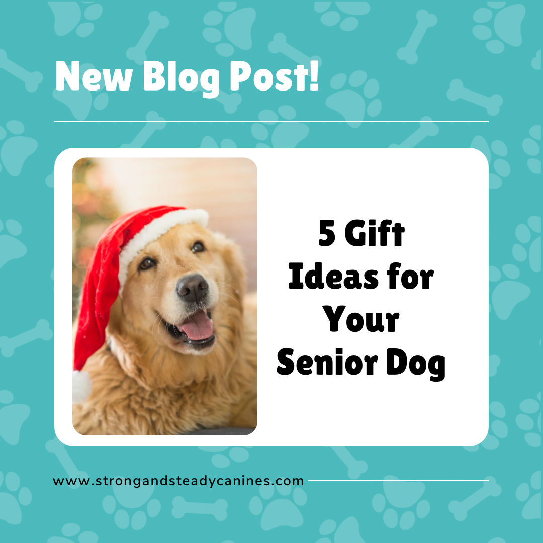 5 Gift Ideas for Your Senior Dog