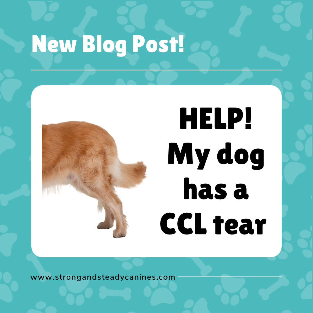 HELP! My dog has a CCL tear!