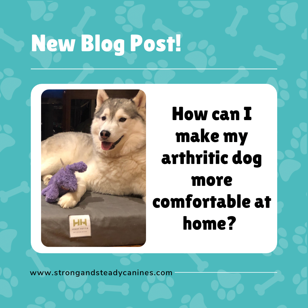 How can I make my arthritic dog more comfortable at home?