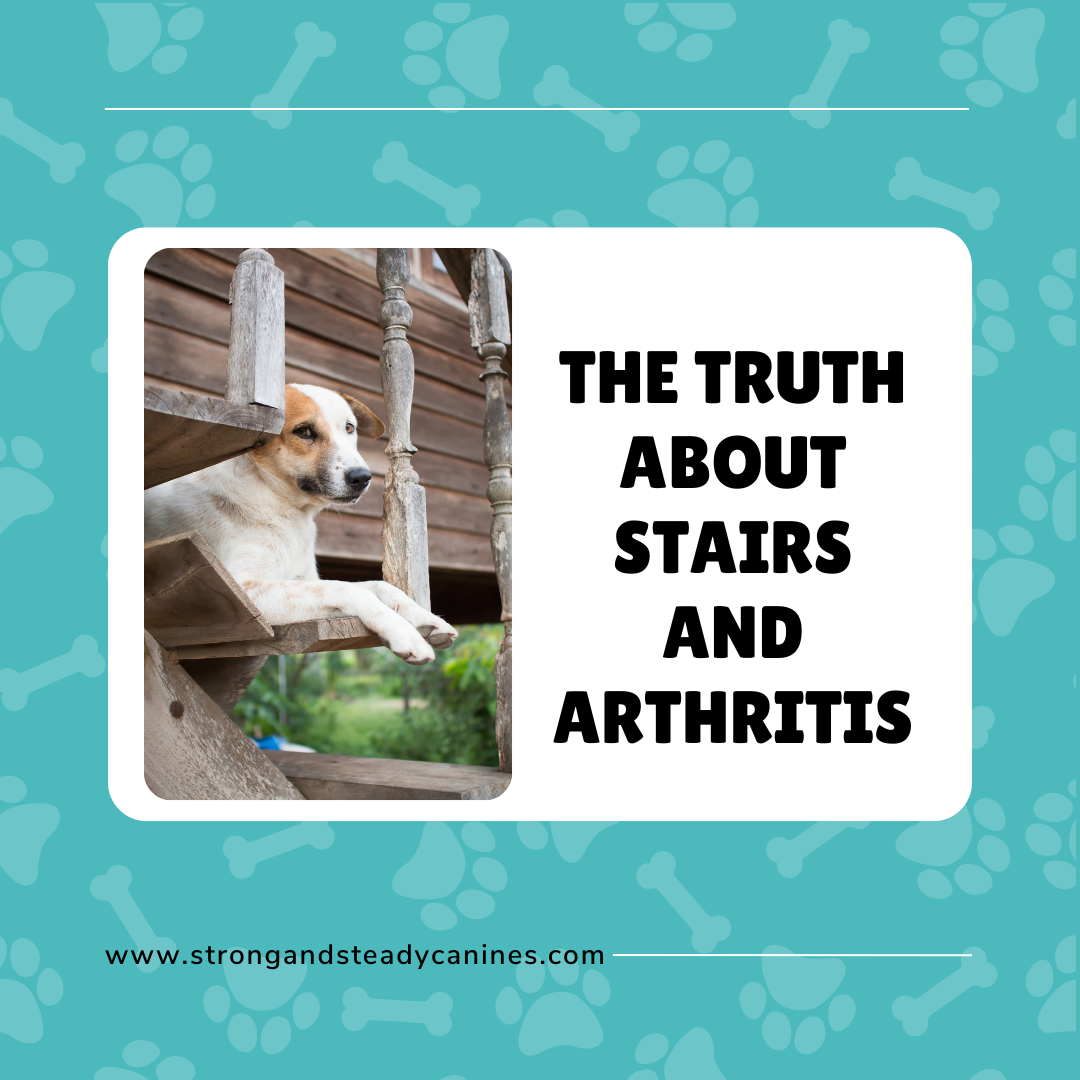 Stairs and Arthritic Dogs